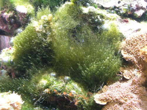 Les algues indésirables, pestes de l'aquarium.