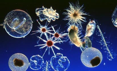 Microplancton.
