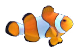 page de reproduction des poissons clowns.
