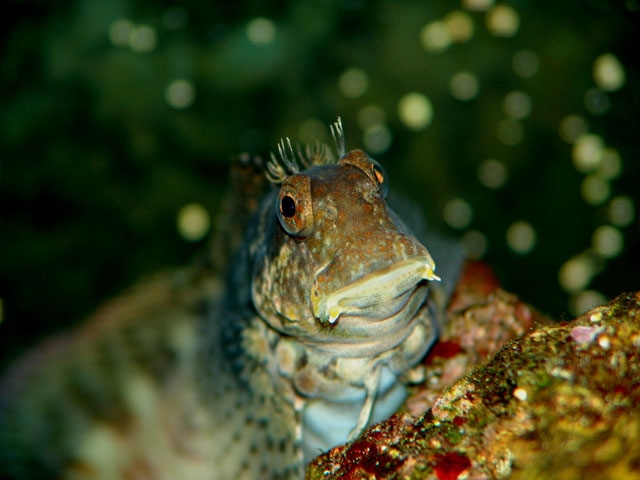 Ces poissons méconnus de l'aquariophilie Française – Aquatips