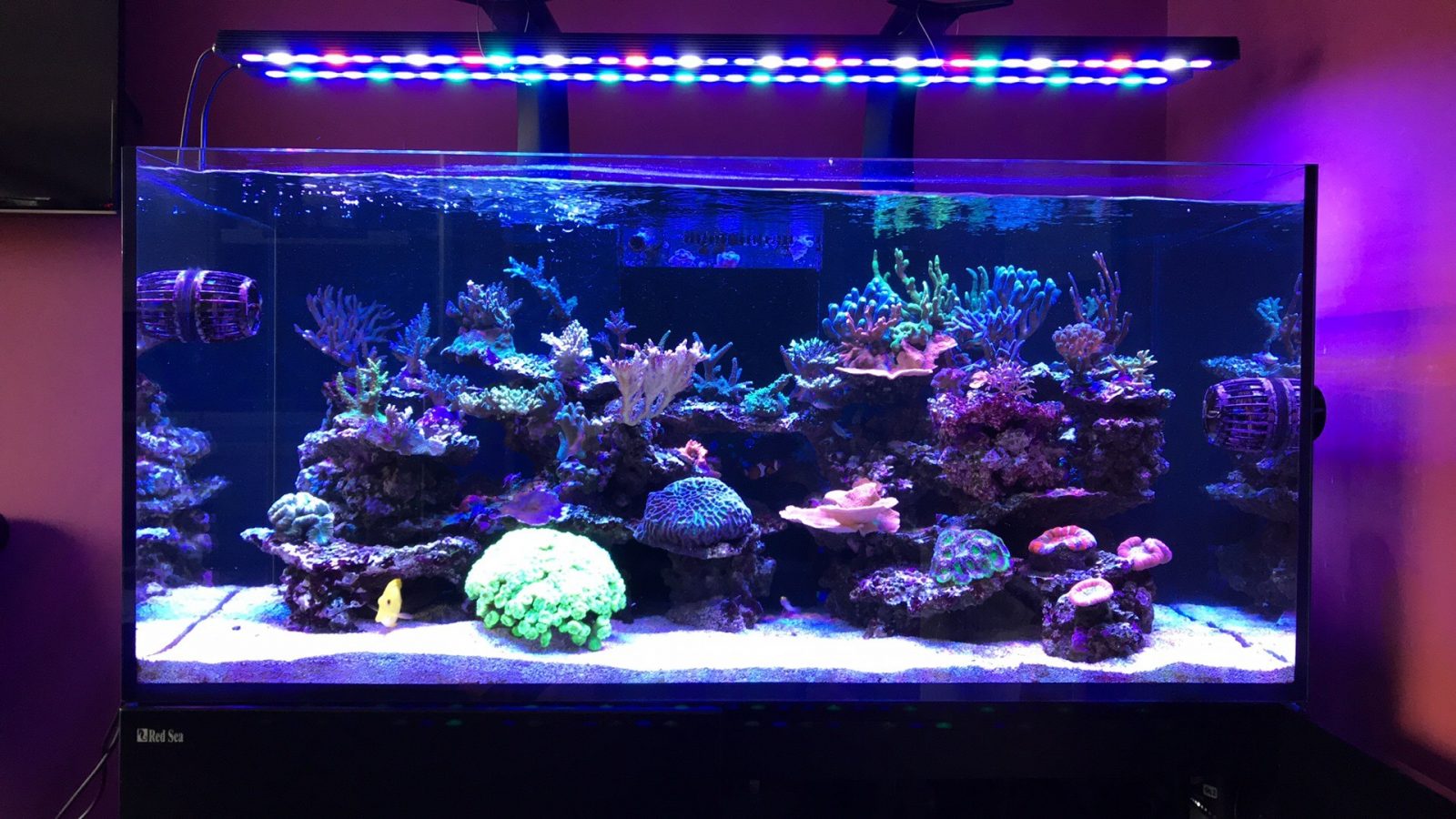 Éclairage optimal pour aquarium : lampe LED performante