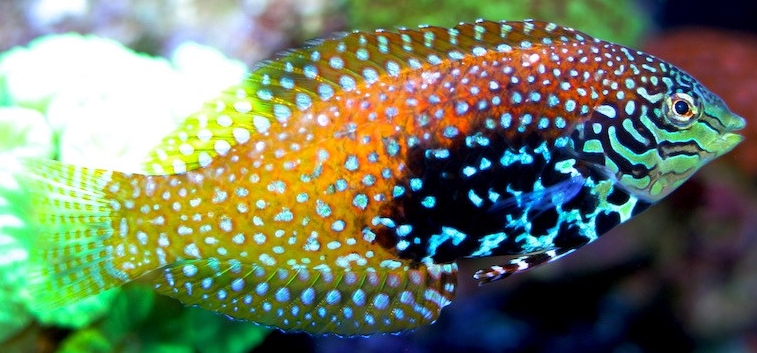 Poissons nano-aquarium : les espèces à choisir dès maintenant !